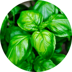 Basil leaves