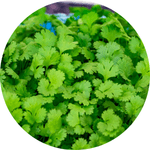 cilantro