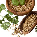 coriander