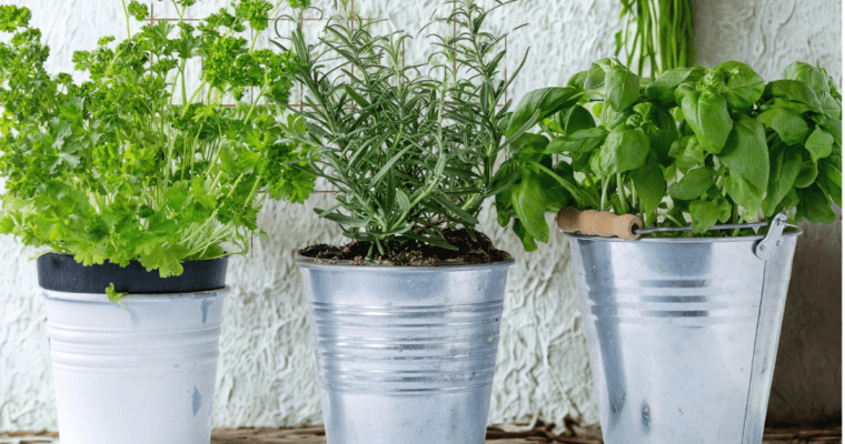 Fresh Herbs Guide