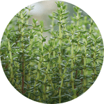 thyme
